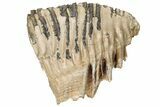7.6" Fossil Woolly Mammoth Upper M2 Molar - North Sea Deposits - #200779-3